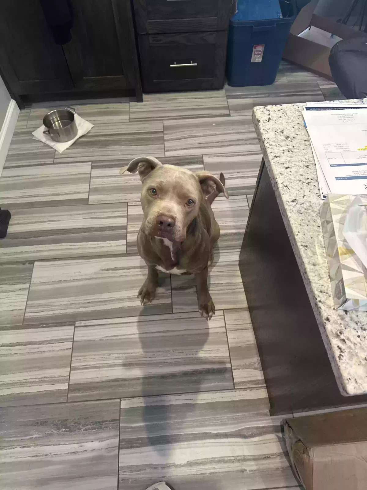 Found dog in Magnolia, TX, 77354