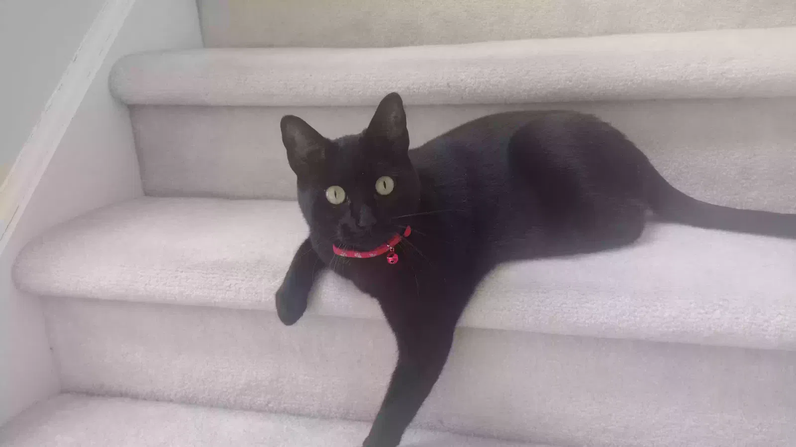 Lost cat in Hightstown, NJ, 8520