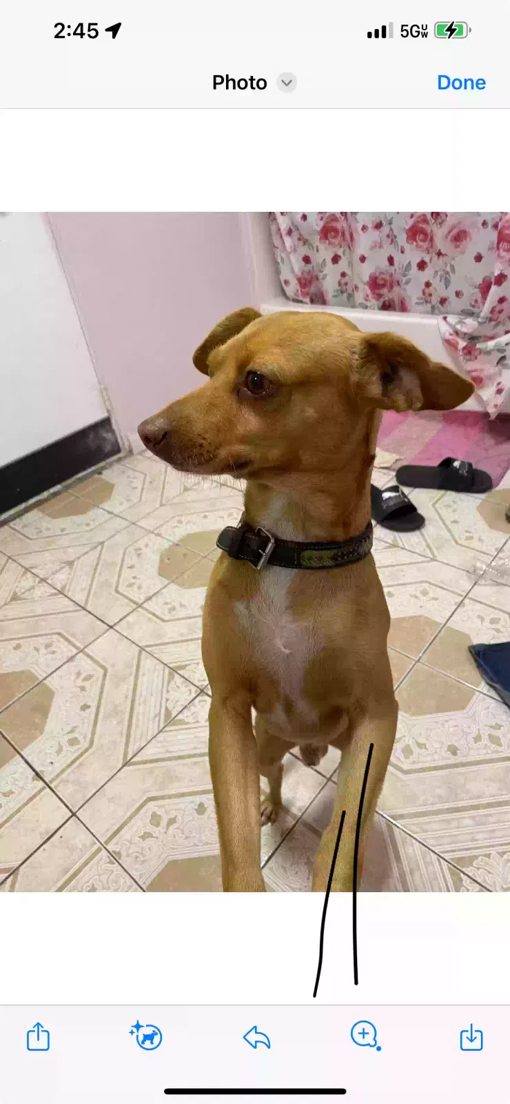 Lost dog in San Bernardino, CA, 92404