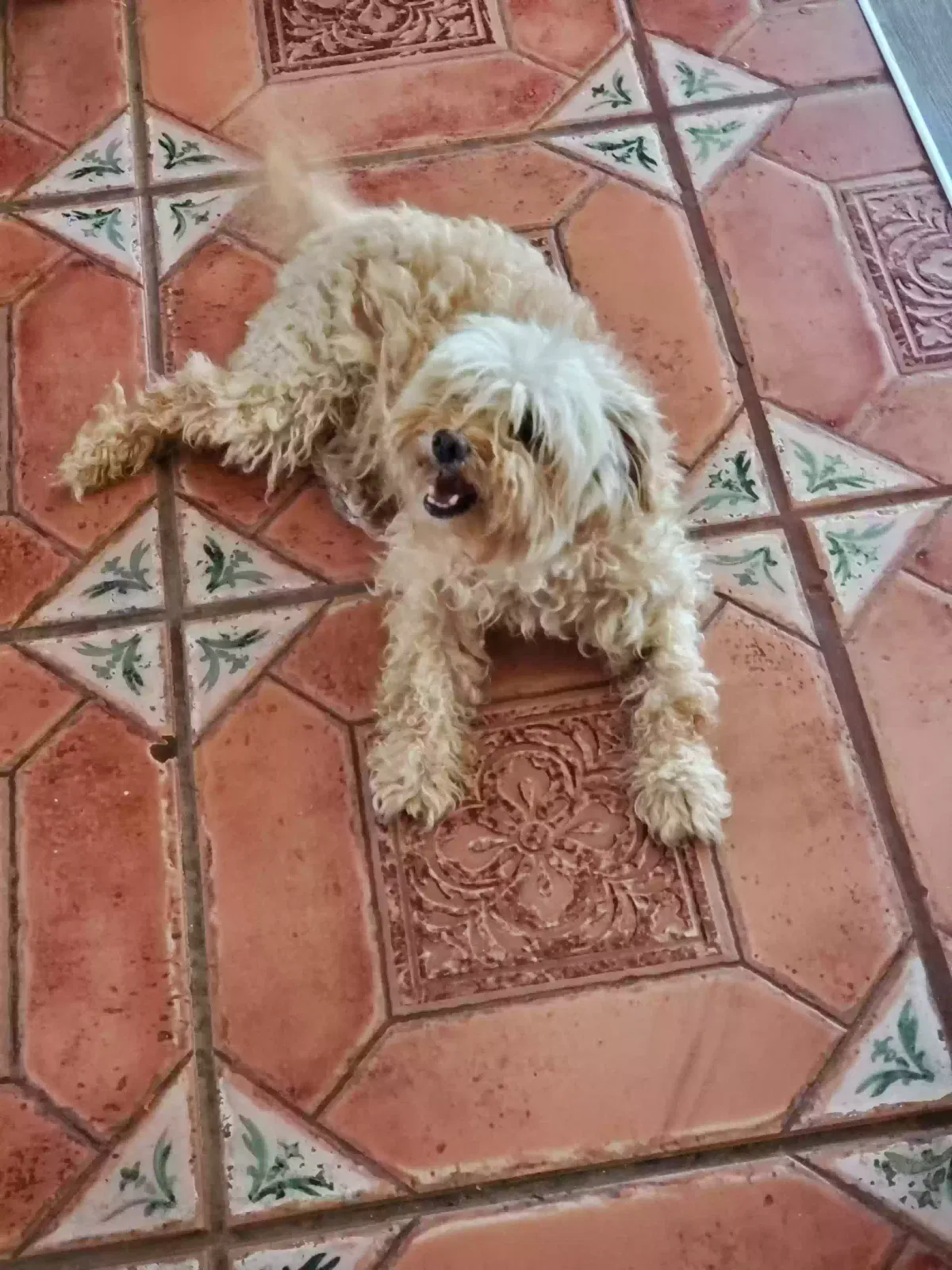 Lost dog in El Paso, TX, 79930