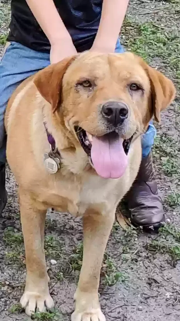 Lost dog in Miami, FL, 33142