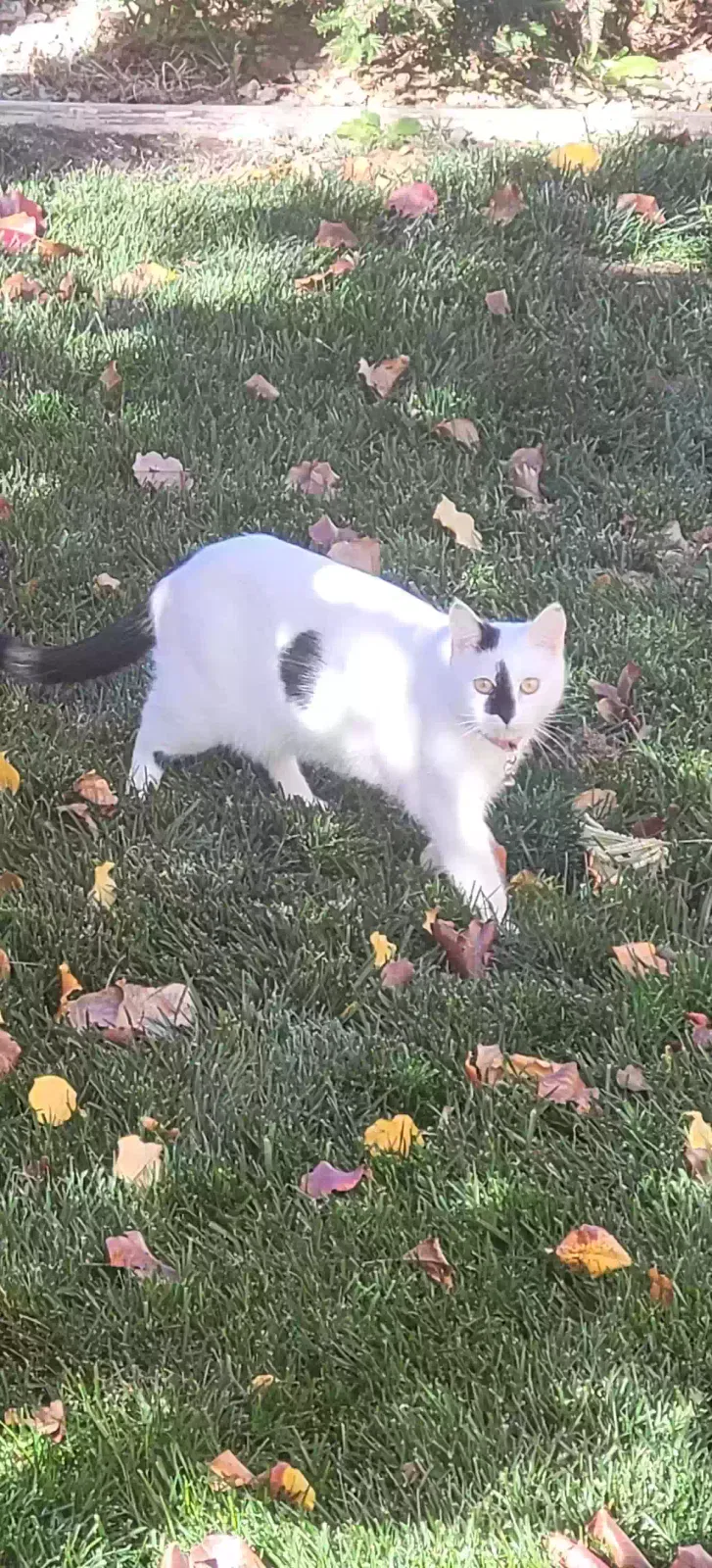 Lost cat in Palmdale, CA, 93551