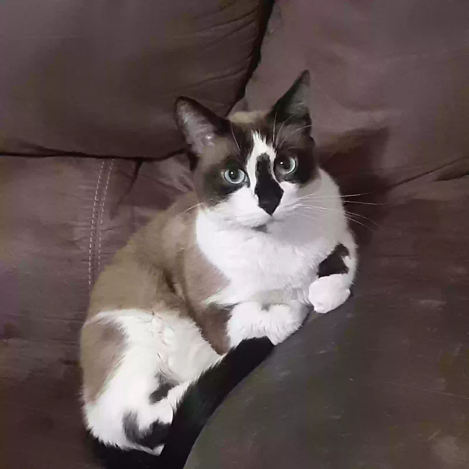 Lost cat in Tulsa, OK, 74136