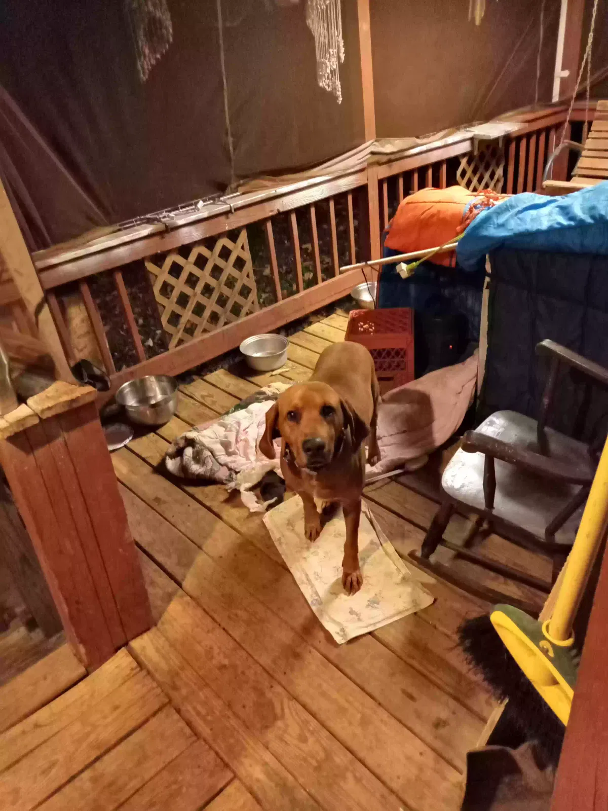 Lost dog in Huddleston, VA, 24104