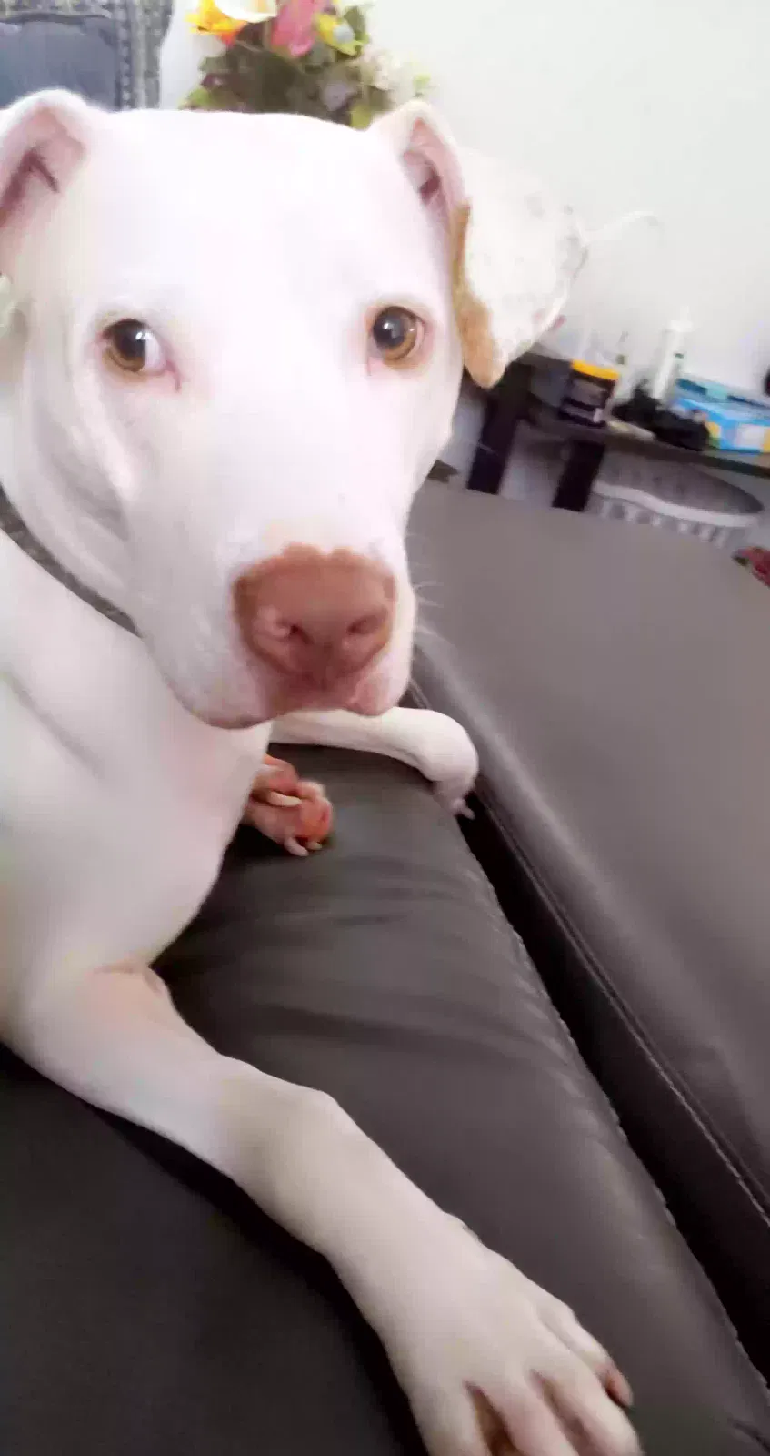 Lost dog in Dayton, OH, 45415