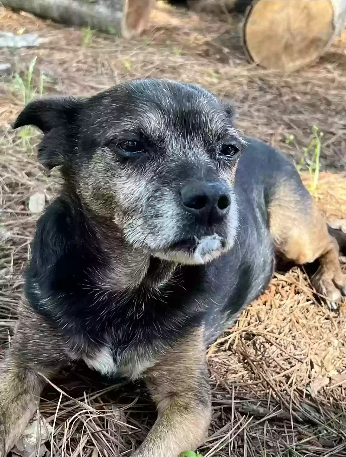 Lost dog in Marshall, TX, 75672