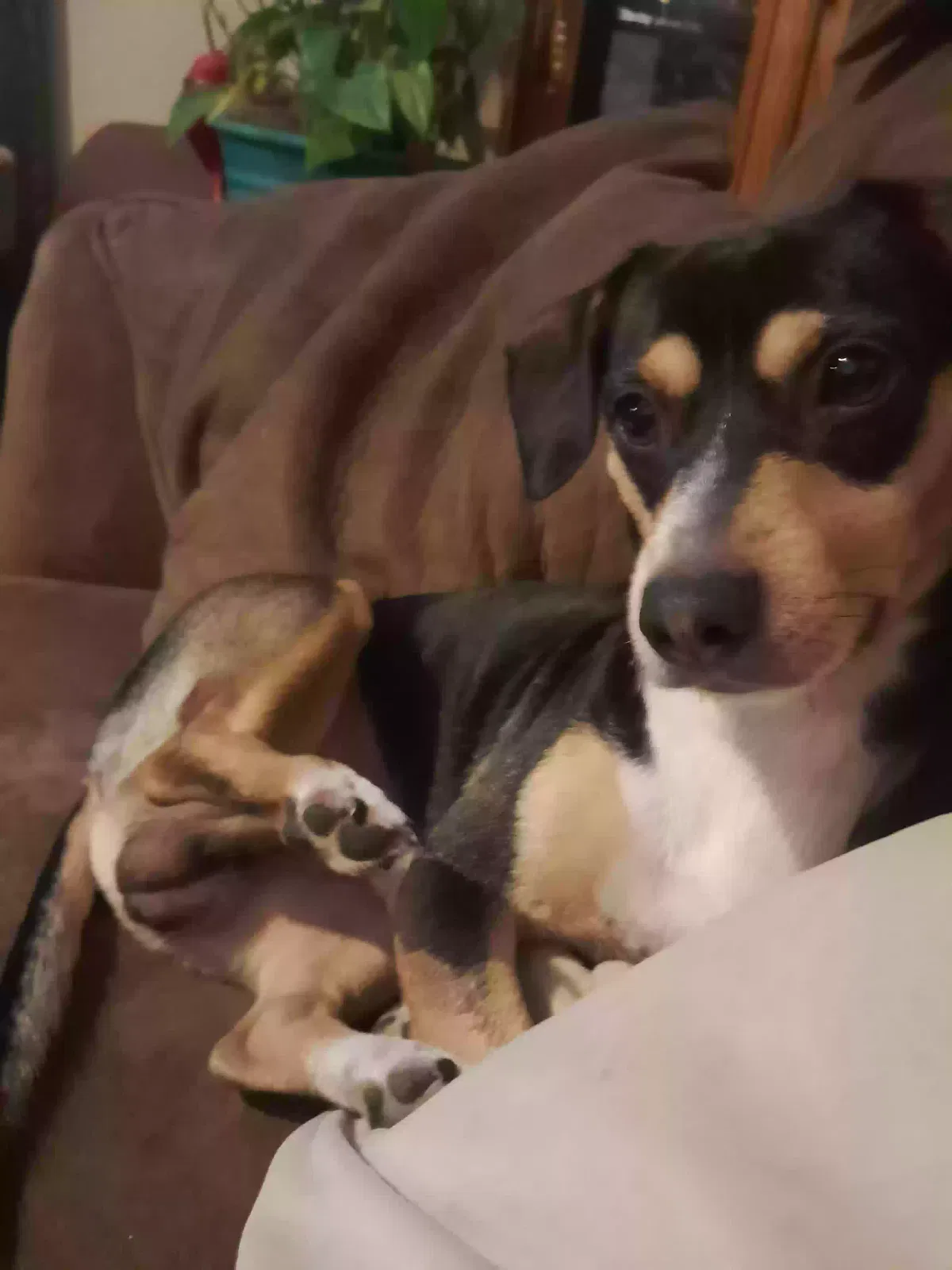 Lost dog in Rio Vista, TX, 76093
