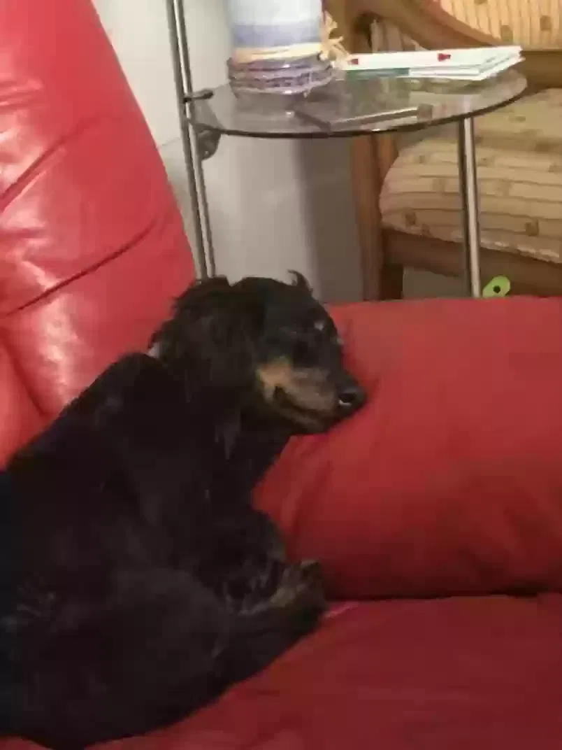 Lost dog in Conroe, TX, 77301