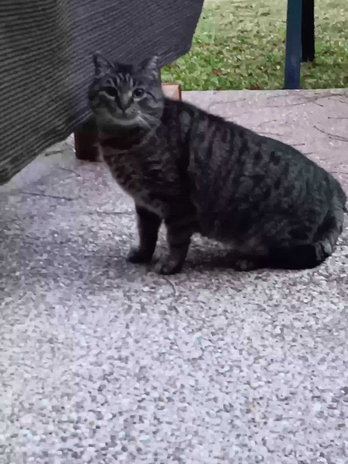 Found cat in Burleson, TX, 76028