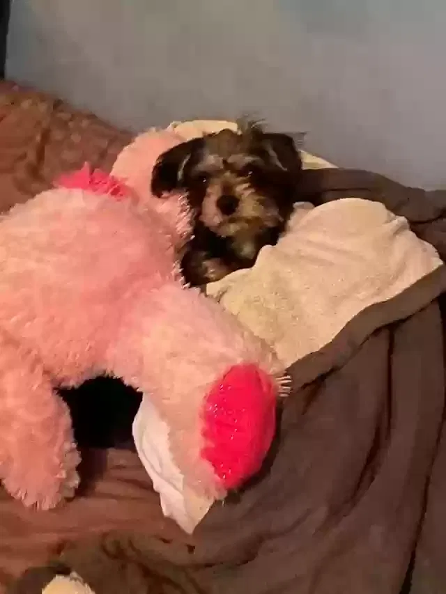 Lost dog in North Las Vegas, NV, 89030