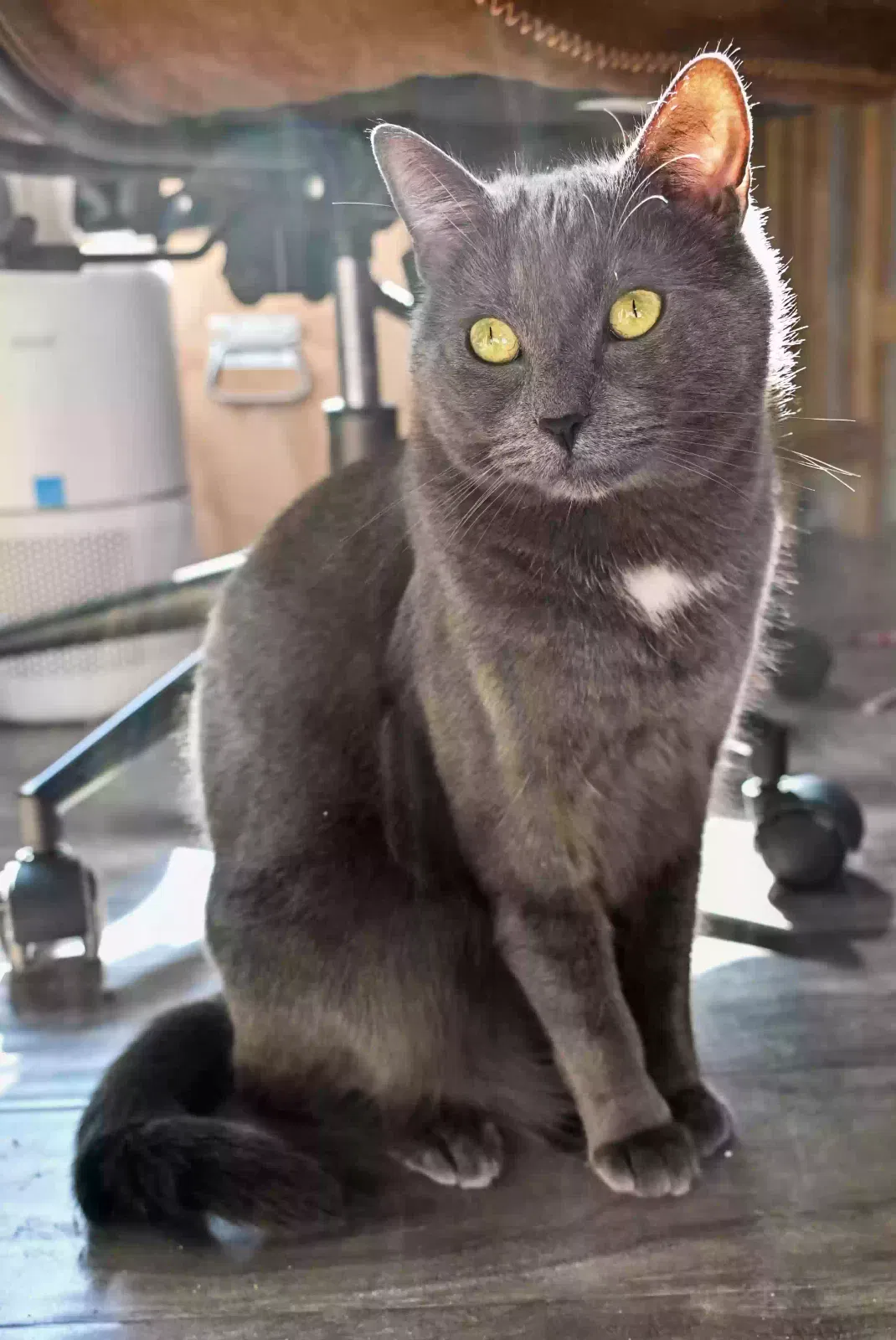 Lost cat in Los Angeles, CA, 90016