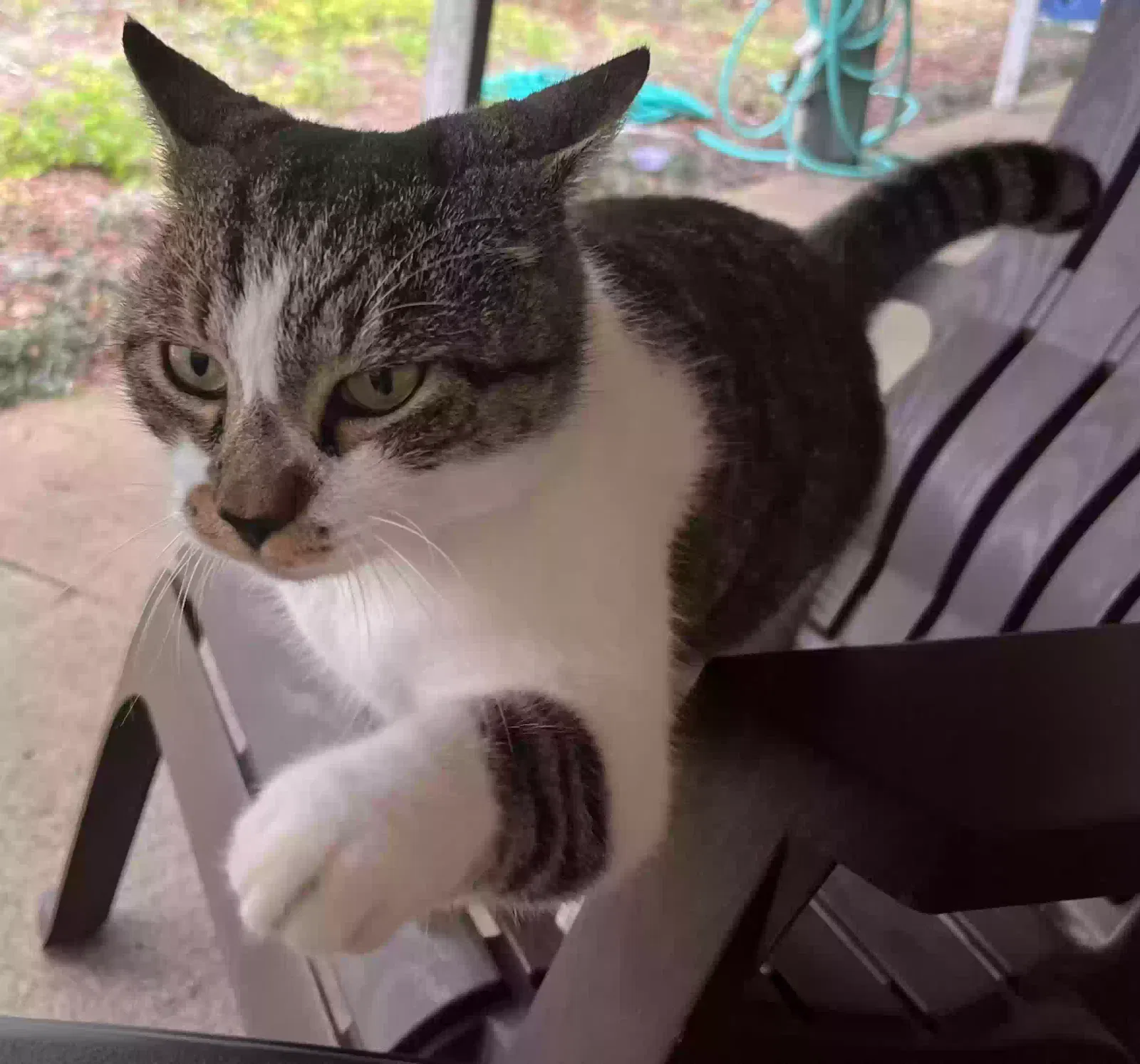 Lost cat in High Springs, FL, 32643