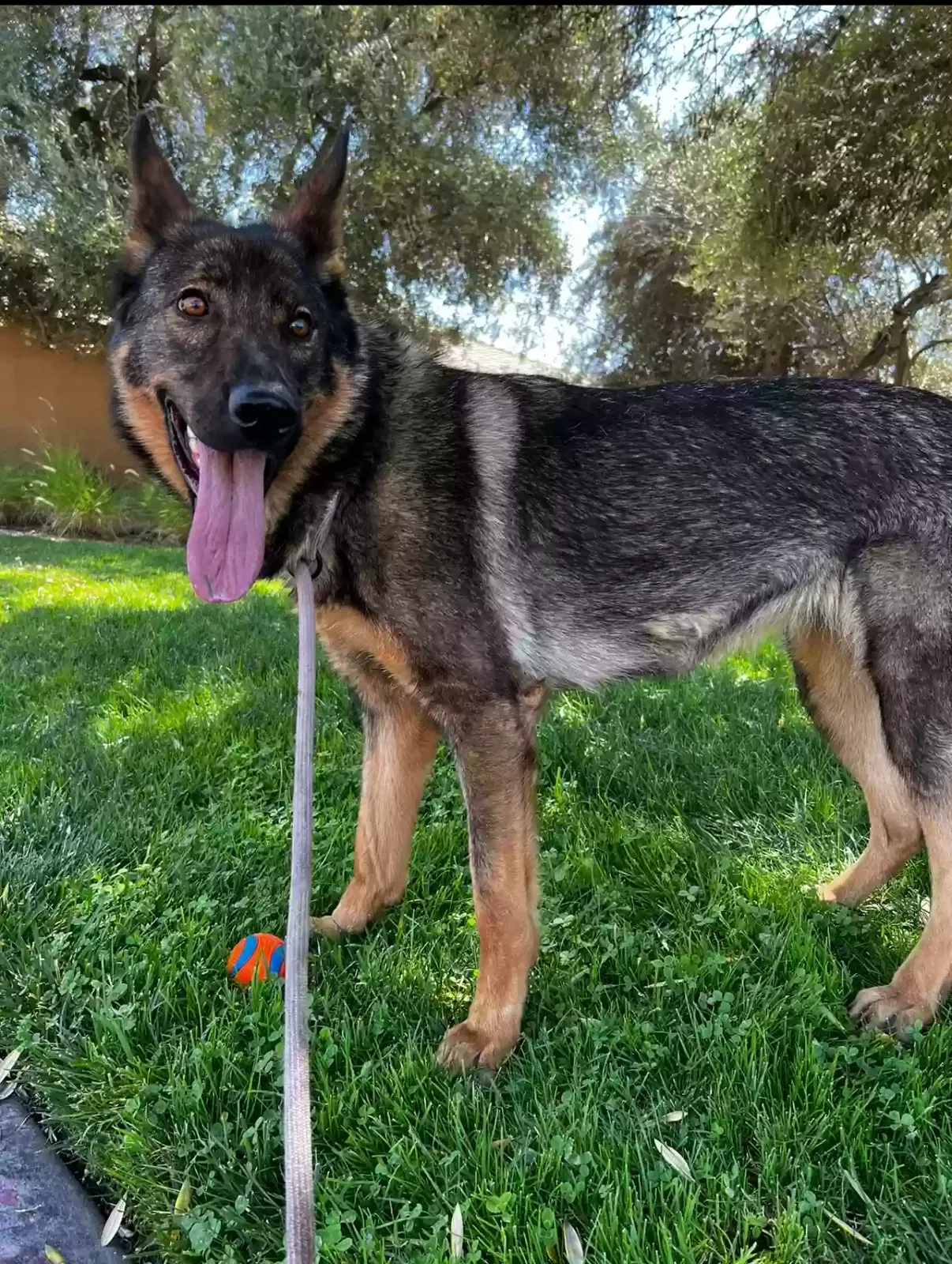 Lost dog in Fresno, CA, 93726
