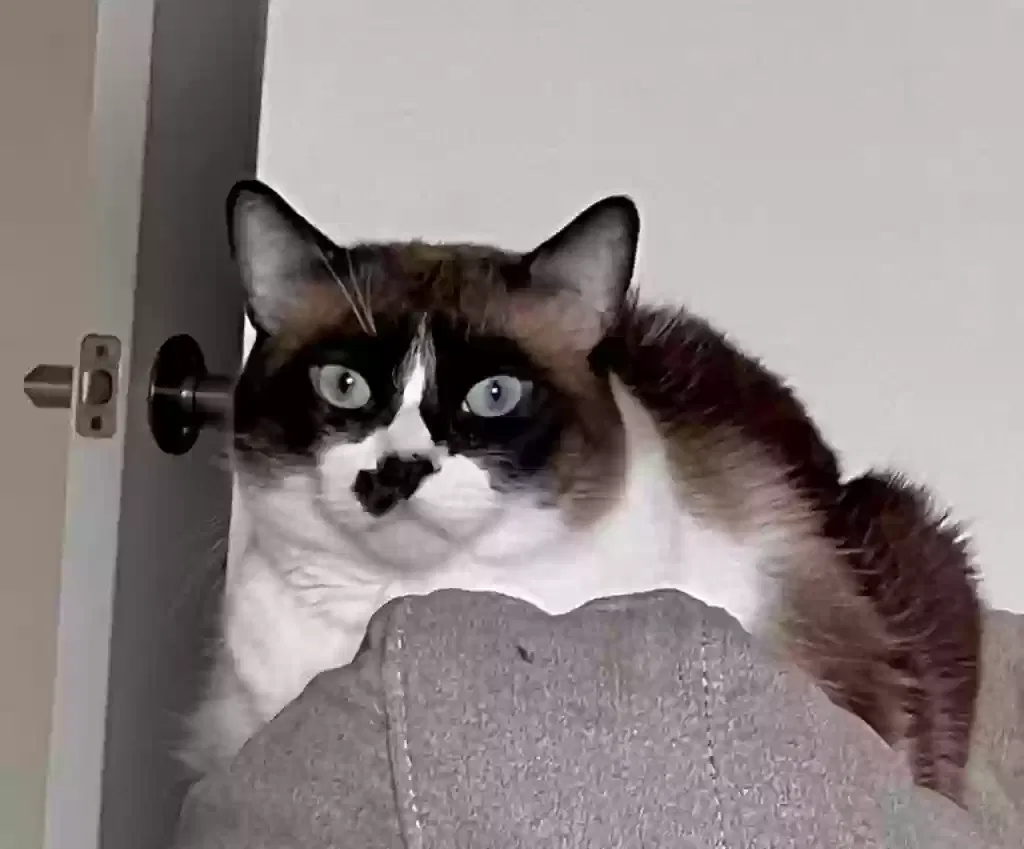 Lost cat in Orlando, FL, 32832