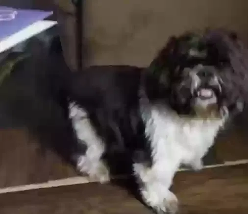 Lost dog in Cleveland, TX, 77327
