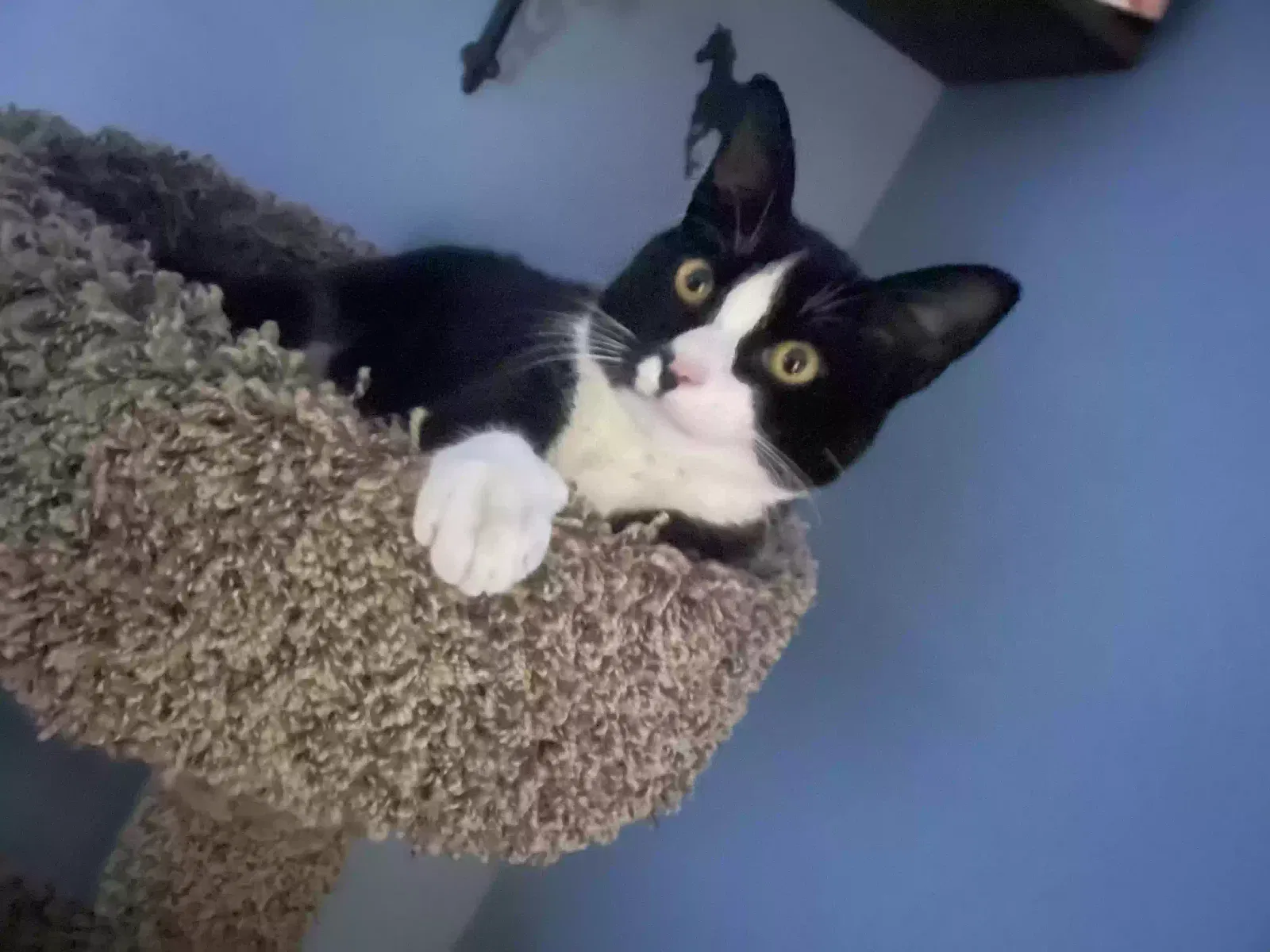 Lost cat in Abilene, TX, 79606