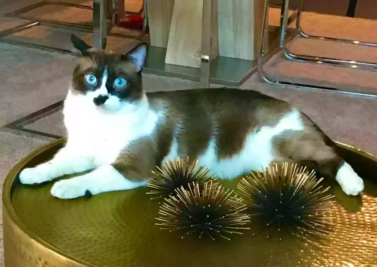 Lost cat in Orlando, FL, 32832