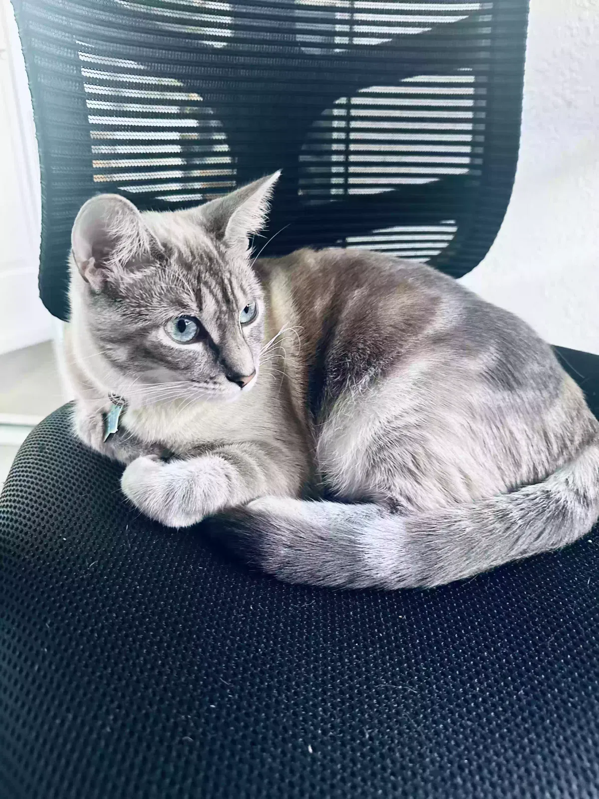 Lost cat in Danville, CA, 94506