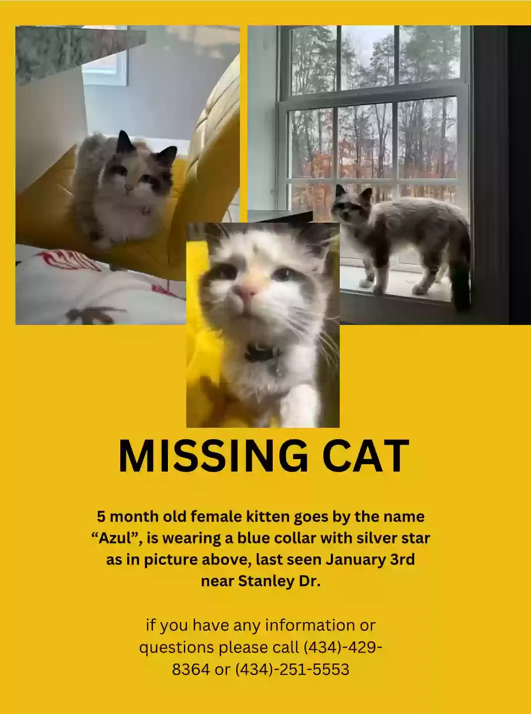 Lost cat in Danville, VA, 24541