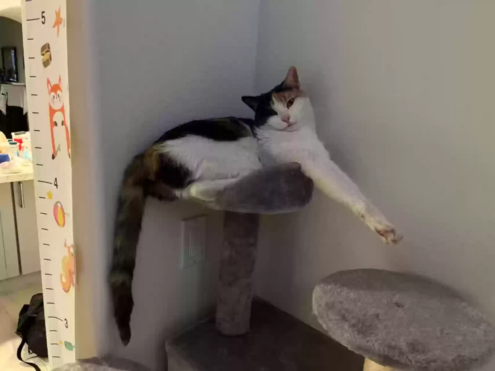 Lost cat in San Diego, CA, 92127