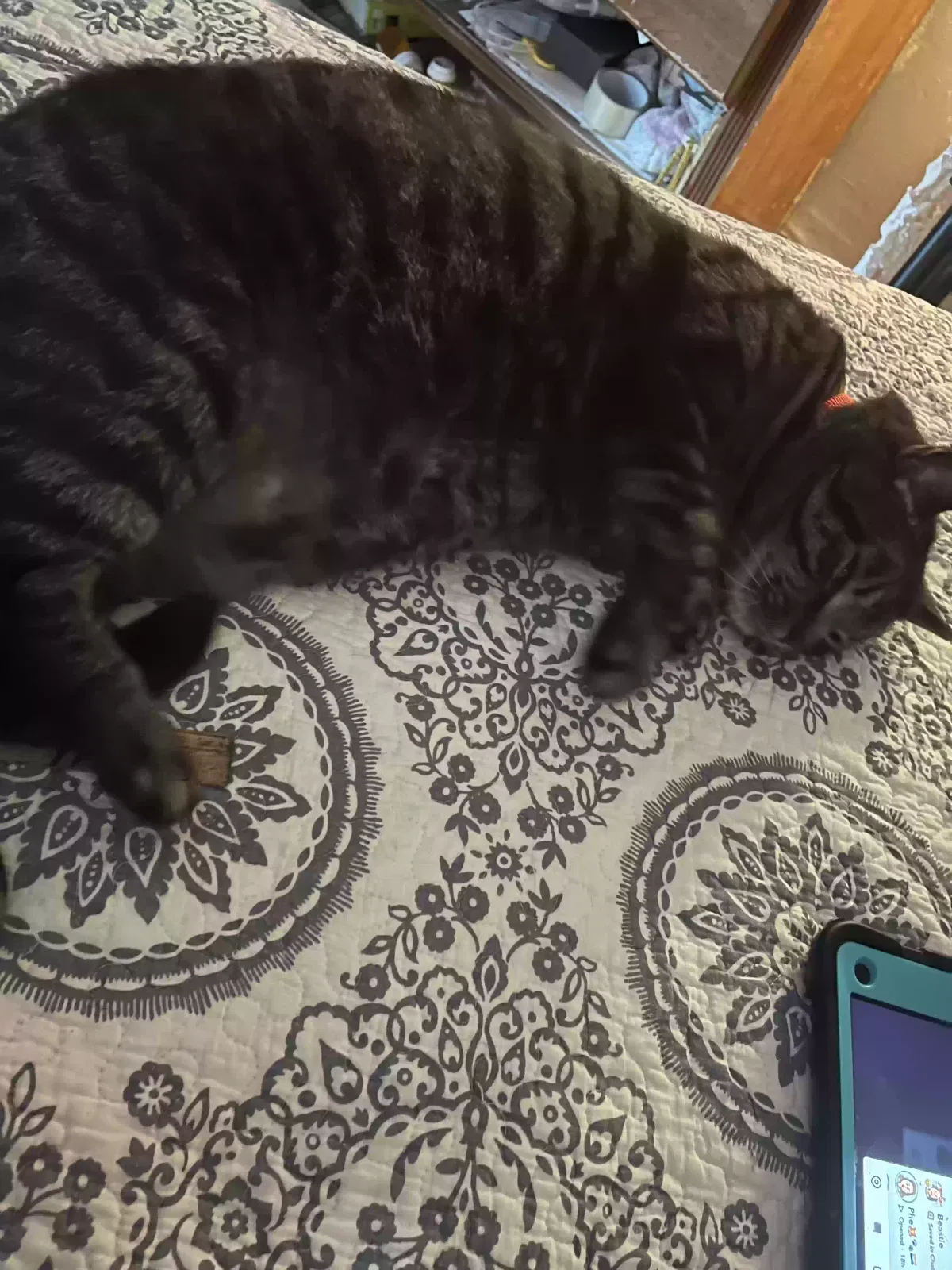 Lost cat in Manchester, NH, 3103