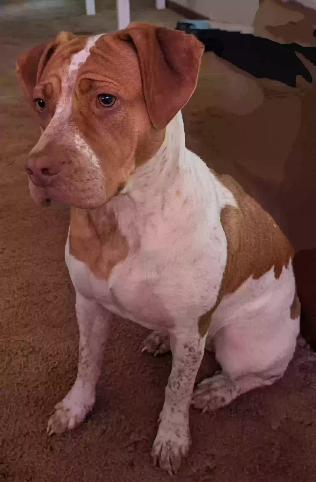Lost dog in Kansas City, KS, 66104