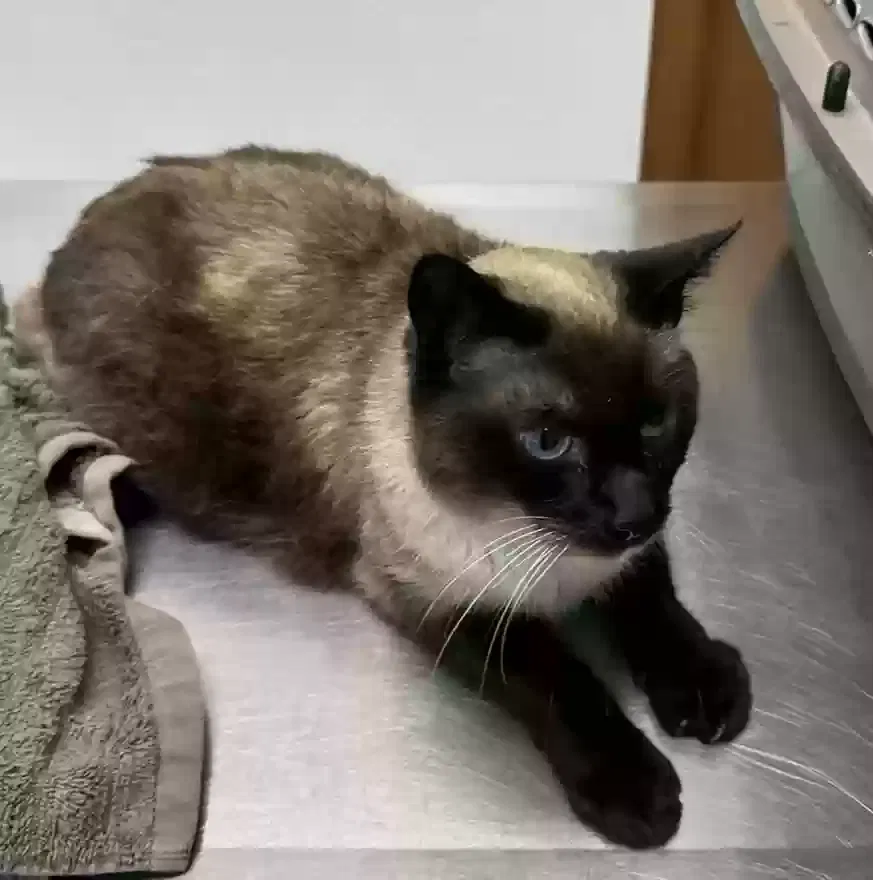 Lost cat in Santa Rosa, CA, 95405