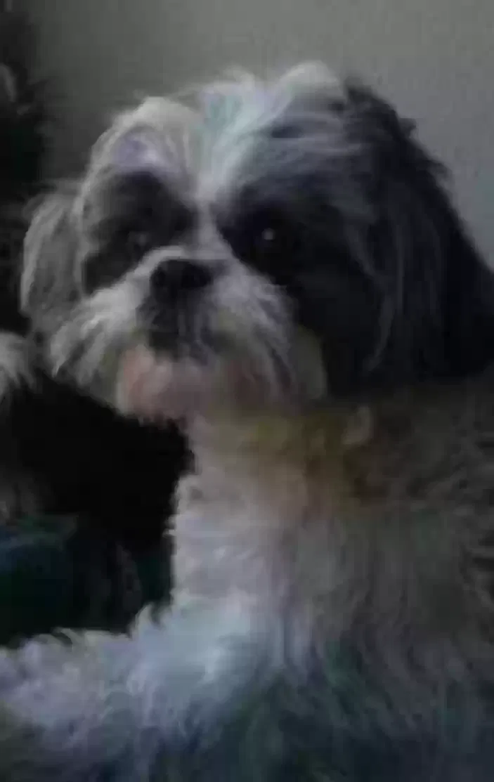 Lost dog in Las Vegas, NV, 89178