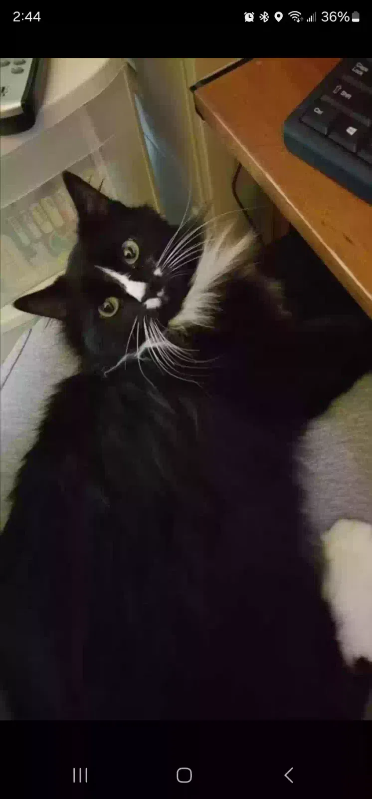 Lost cat in Statesville, NC, 28625