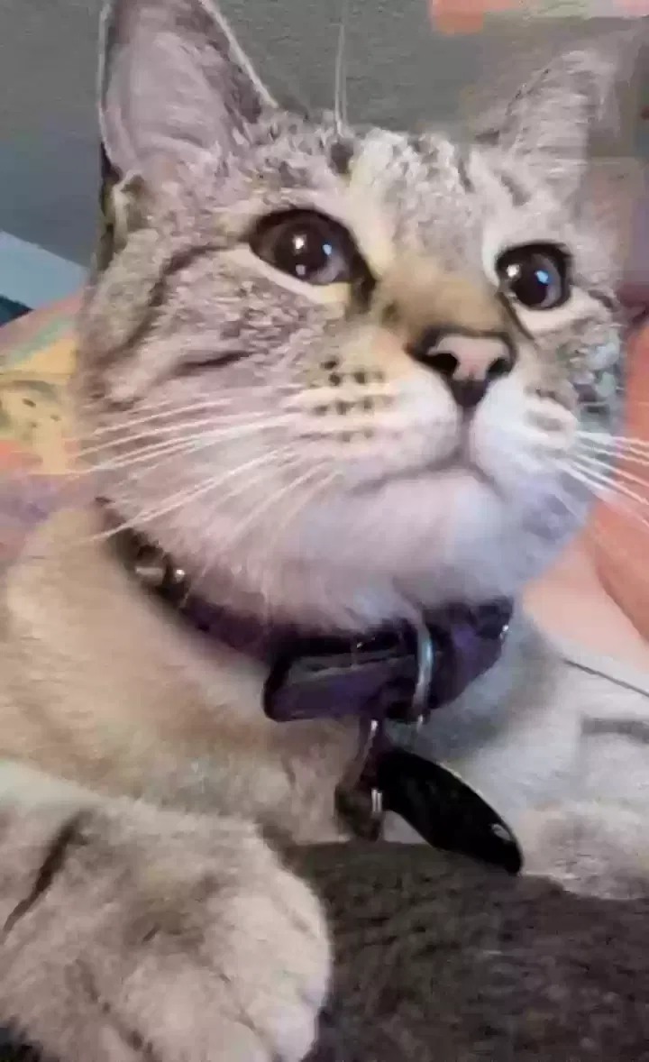 Lost cat in Denver, CO, 80221
