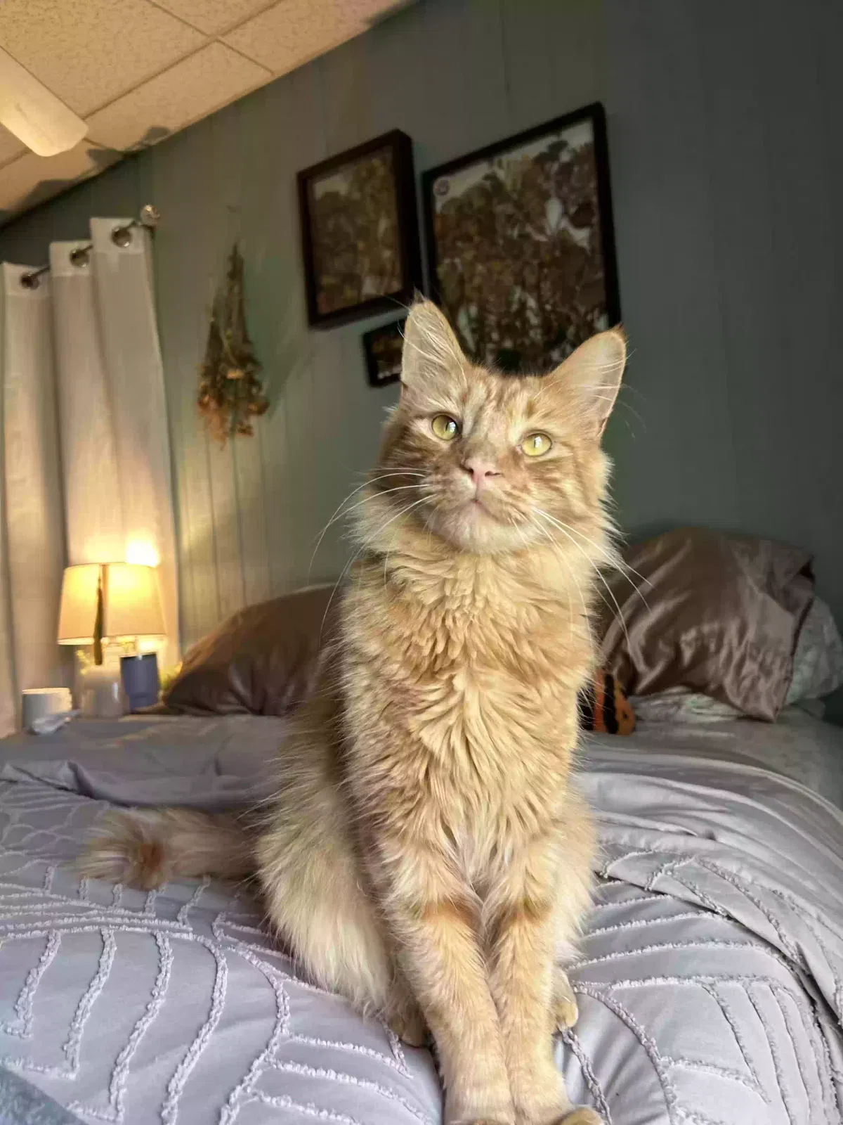 Lost cat in Sweet Valley, PA, 18656