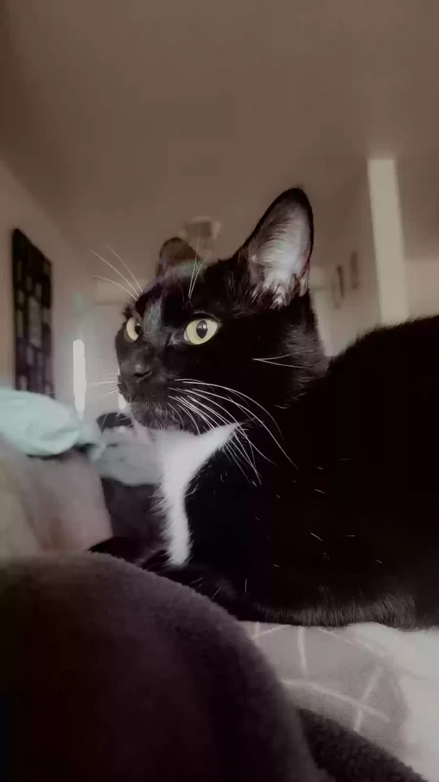 Lost cat in Salem, OR, 97302