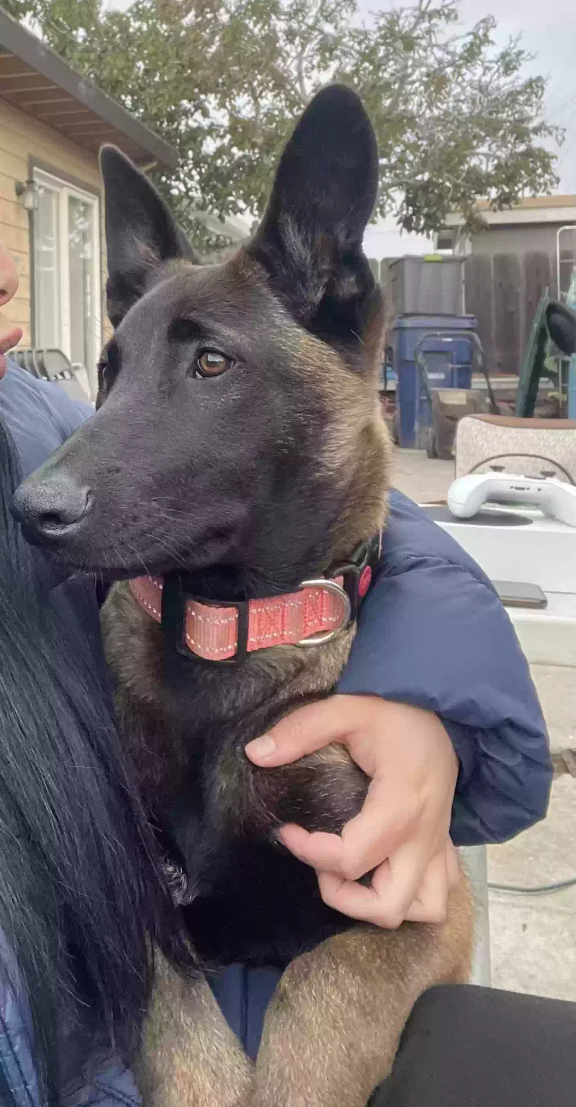 Lost dog in Salinas, CA, 93905