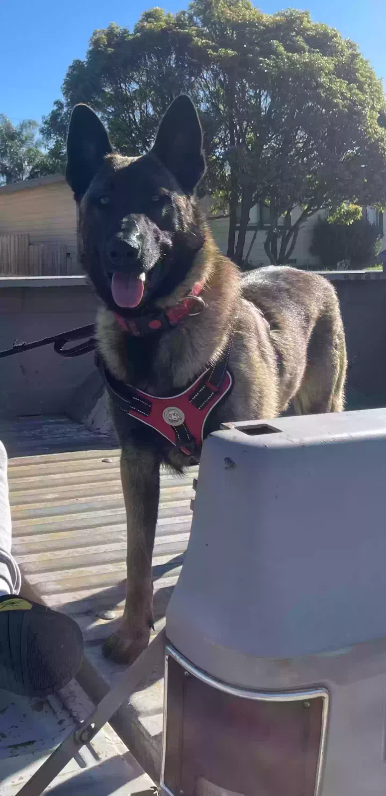 Lost dog in Salinas, CA, 93905