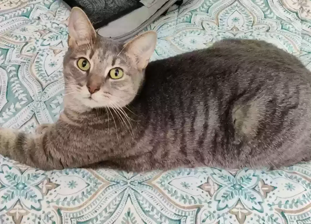 Lost cat in Miami, FL, 33175