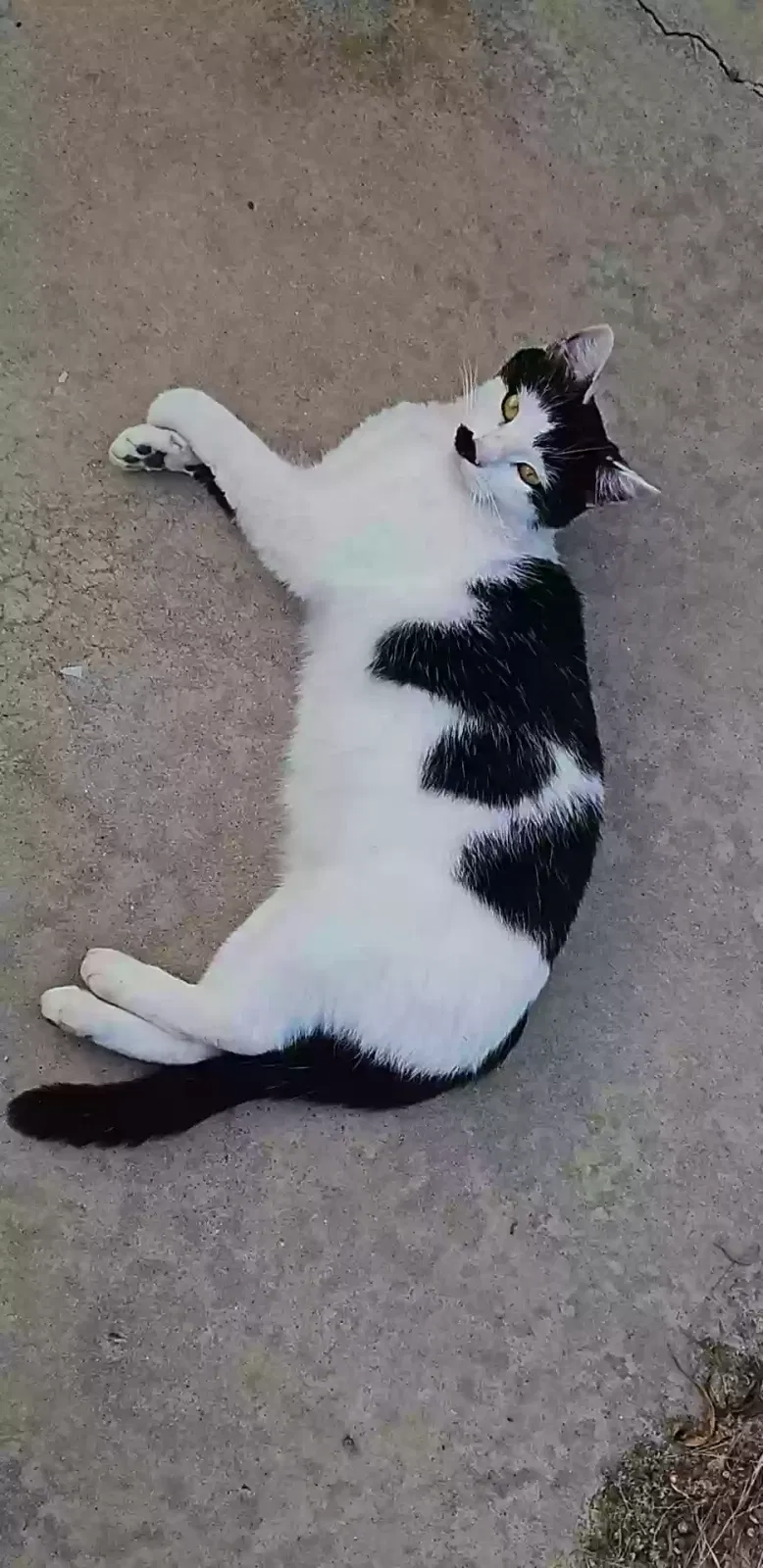 Lost cat in Oceanside, CA, 92056