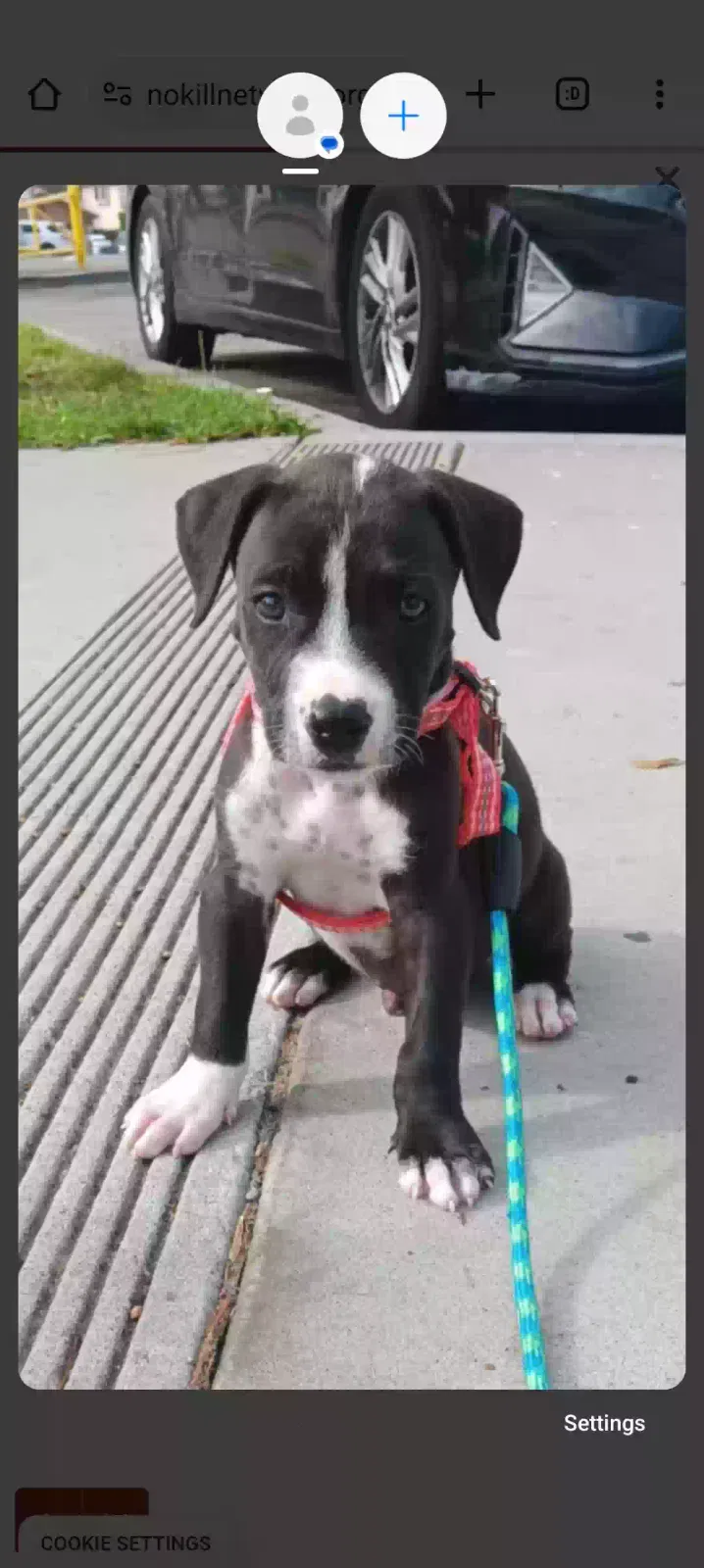 Lost dog in El Cajon, CA, 92021