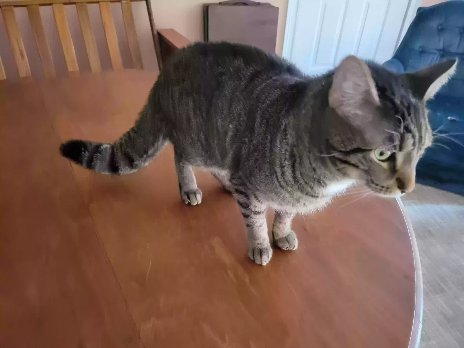 Lost cat in Martinsville, IN, 46151