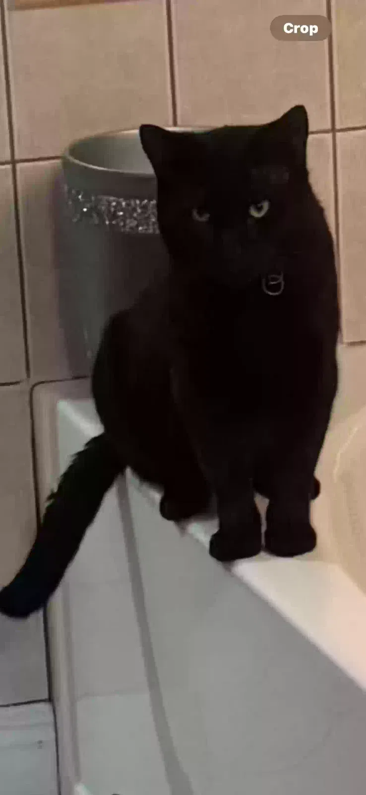 Lost cat in Covington, LA, 70433