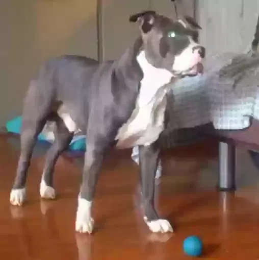 Lost dog in Rock Hill, SC, 29730