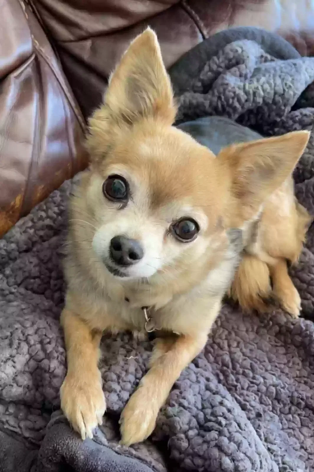 Lost dog in Fillmore, CA, 93015