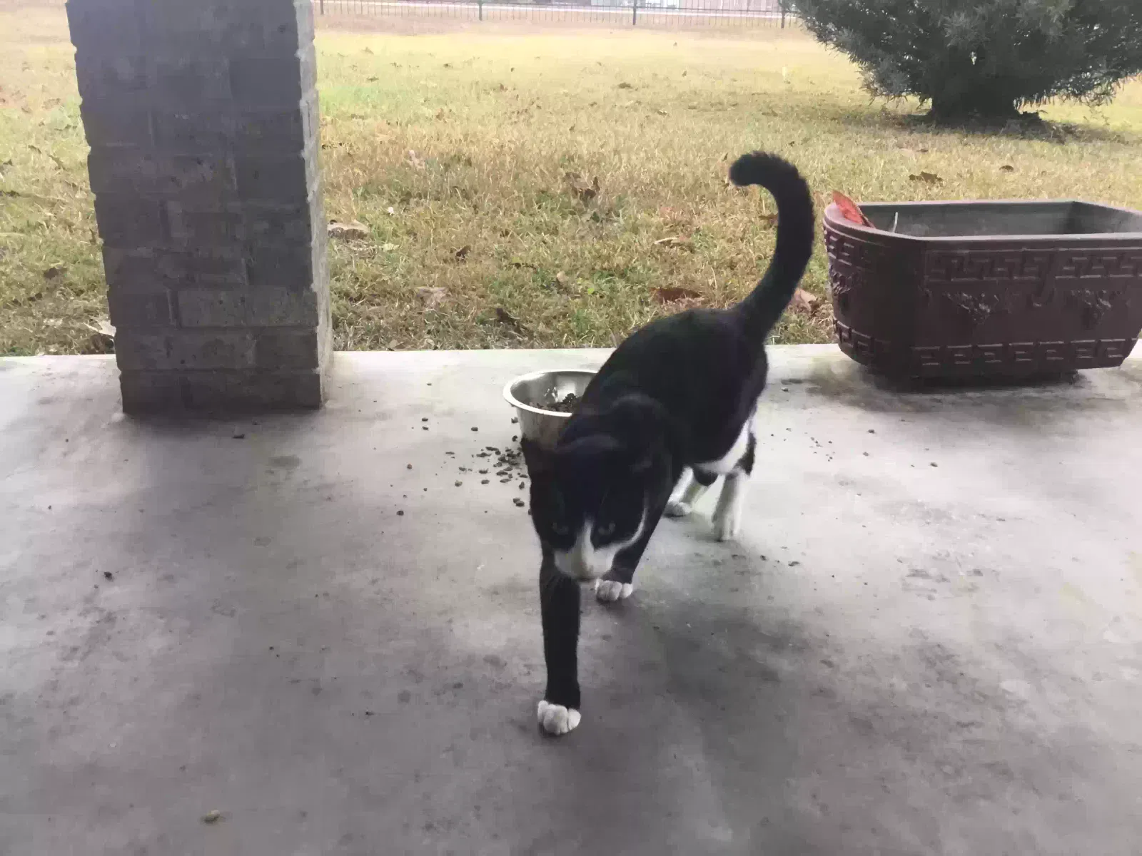 Found cat in Picayune, MS, 39466