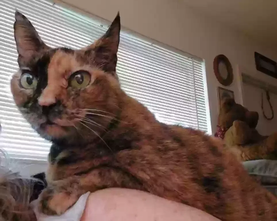 Lost cat in Pompano Beach, FL, 33060