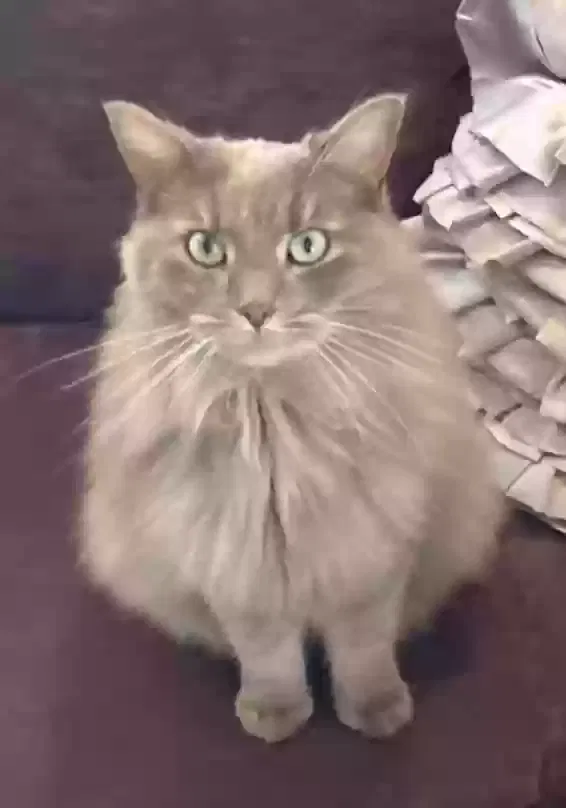 Lost cat in Uniontown, PA, 15401