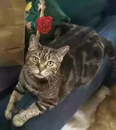 Lost cat in Miami, FL, 33130