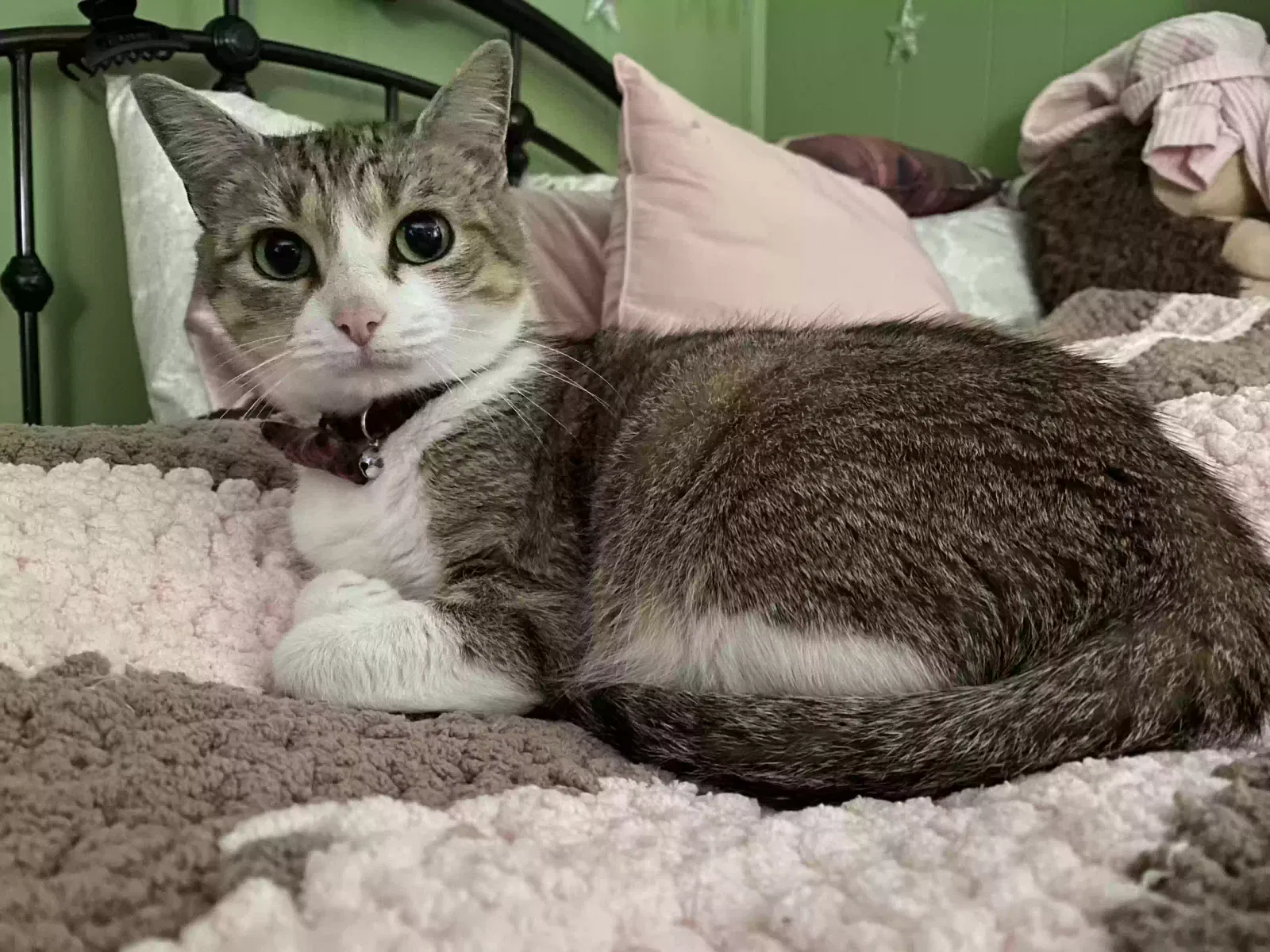 Lost cat in Abilene, TX, 79605