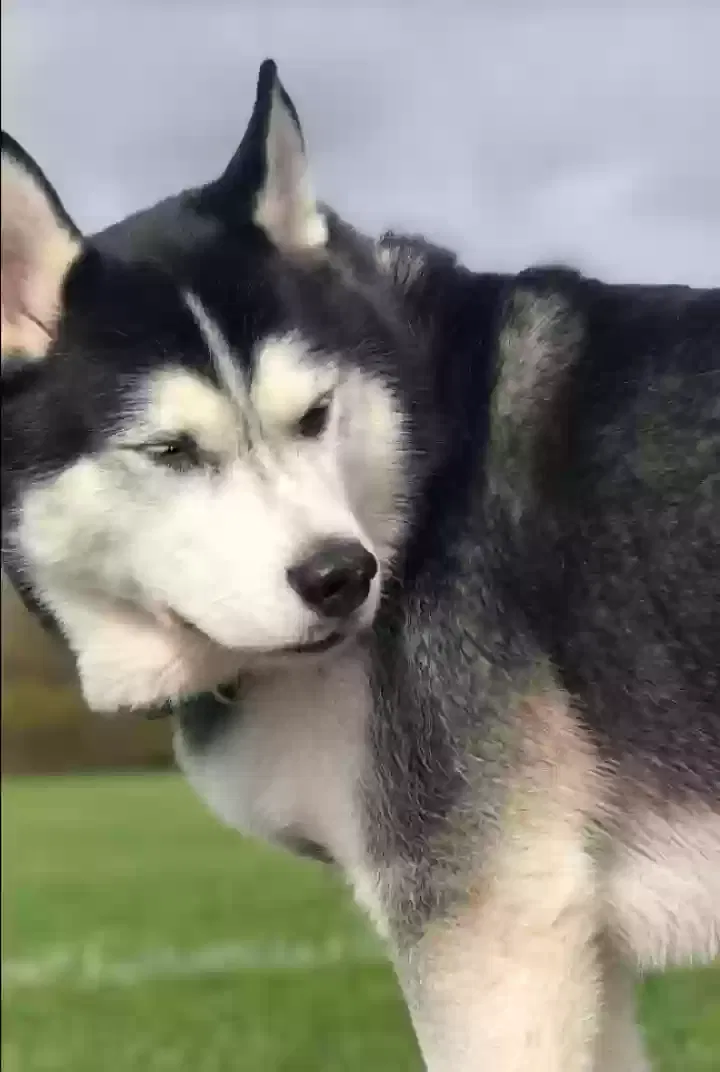 Lost dog in Saint Paul, MN, 55113