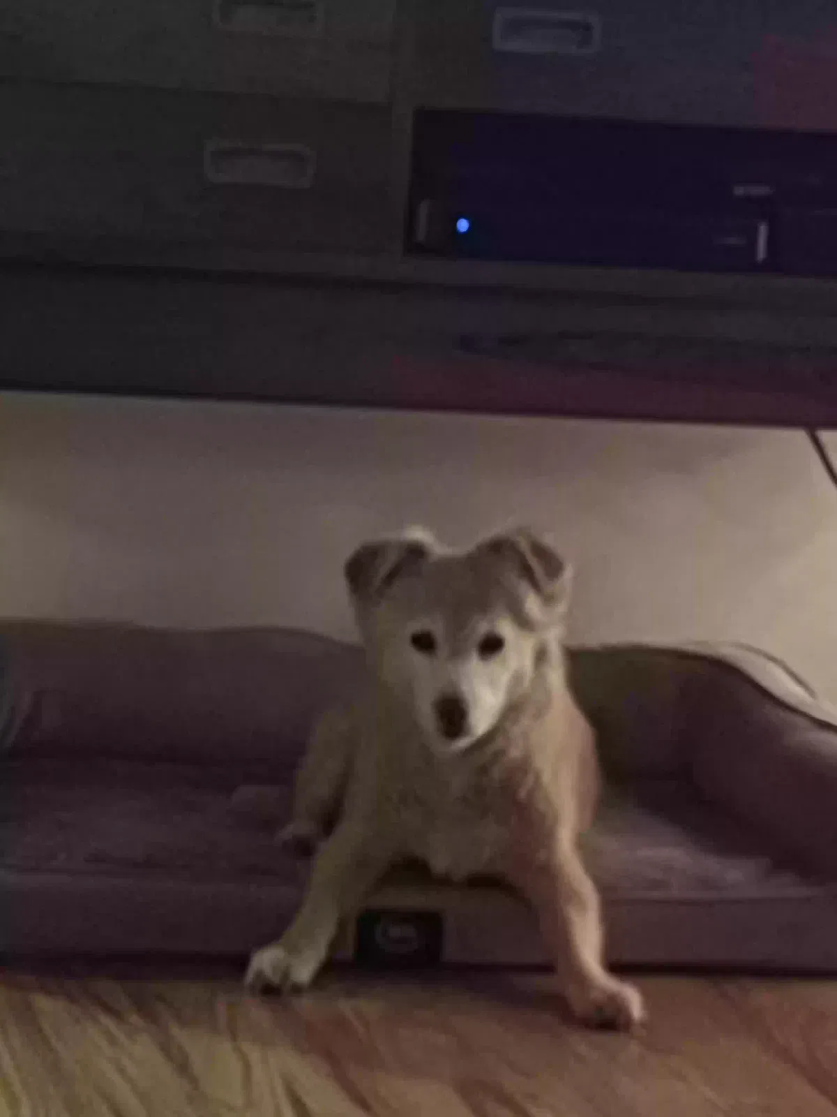 Lost dog in Anderson, SC, 29621