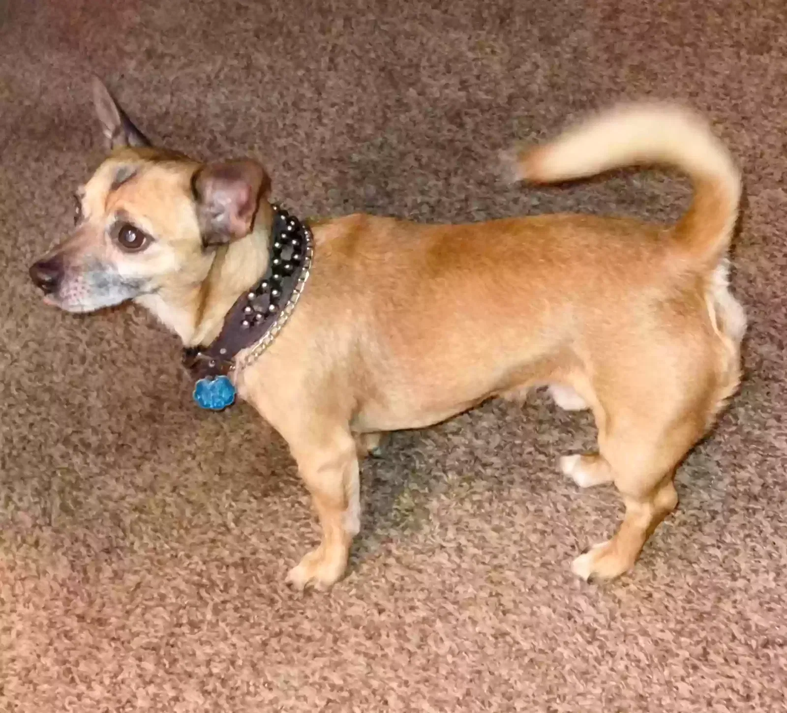 Lost dog in Irving, TX, 75060