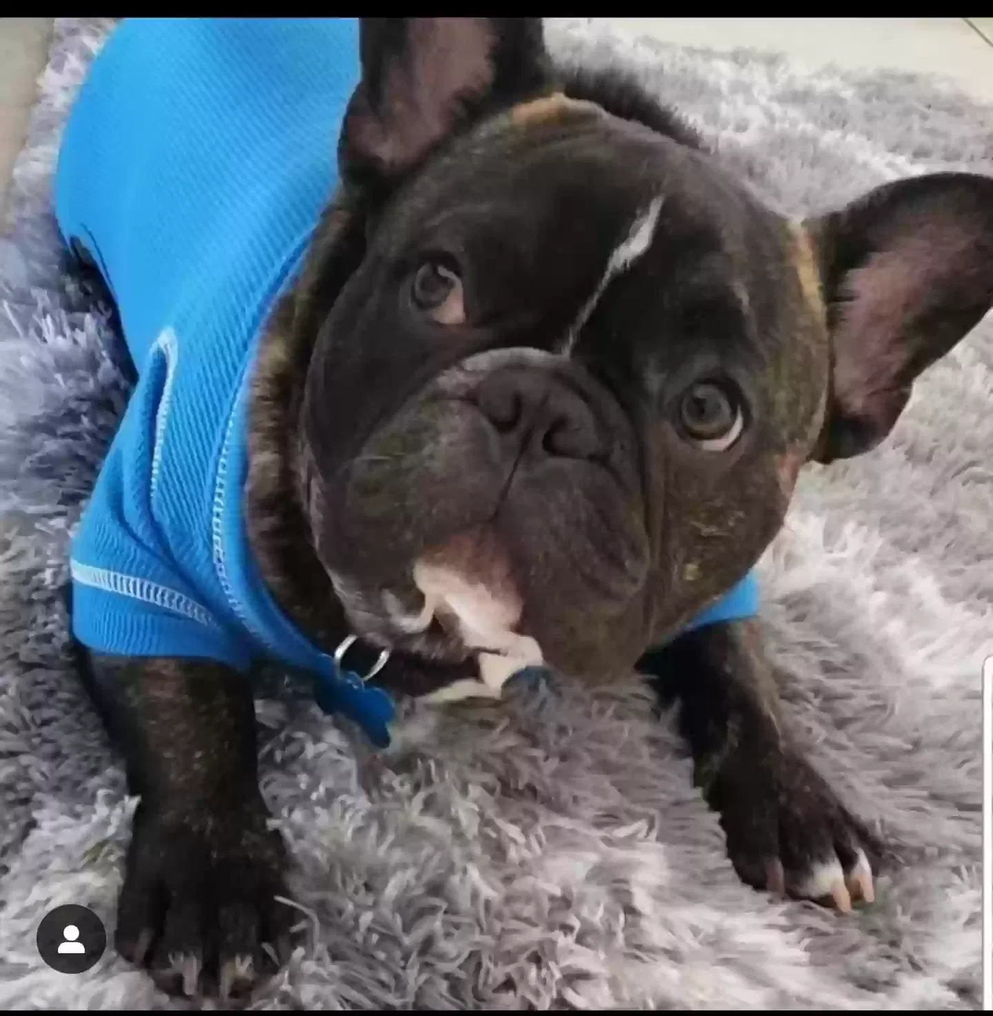 Lost dog in Miami, FL, 33157